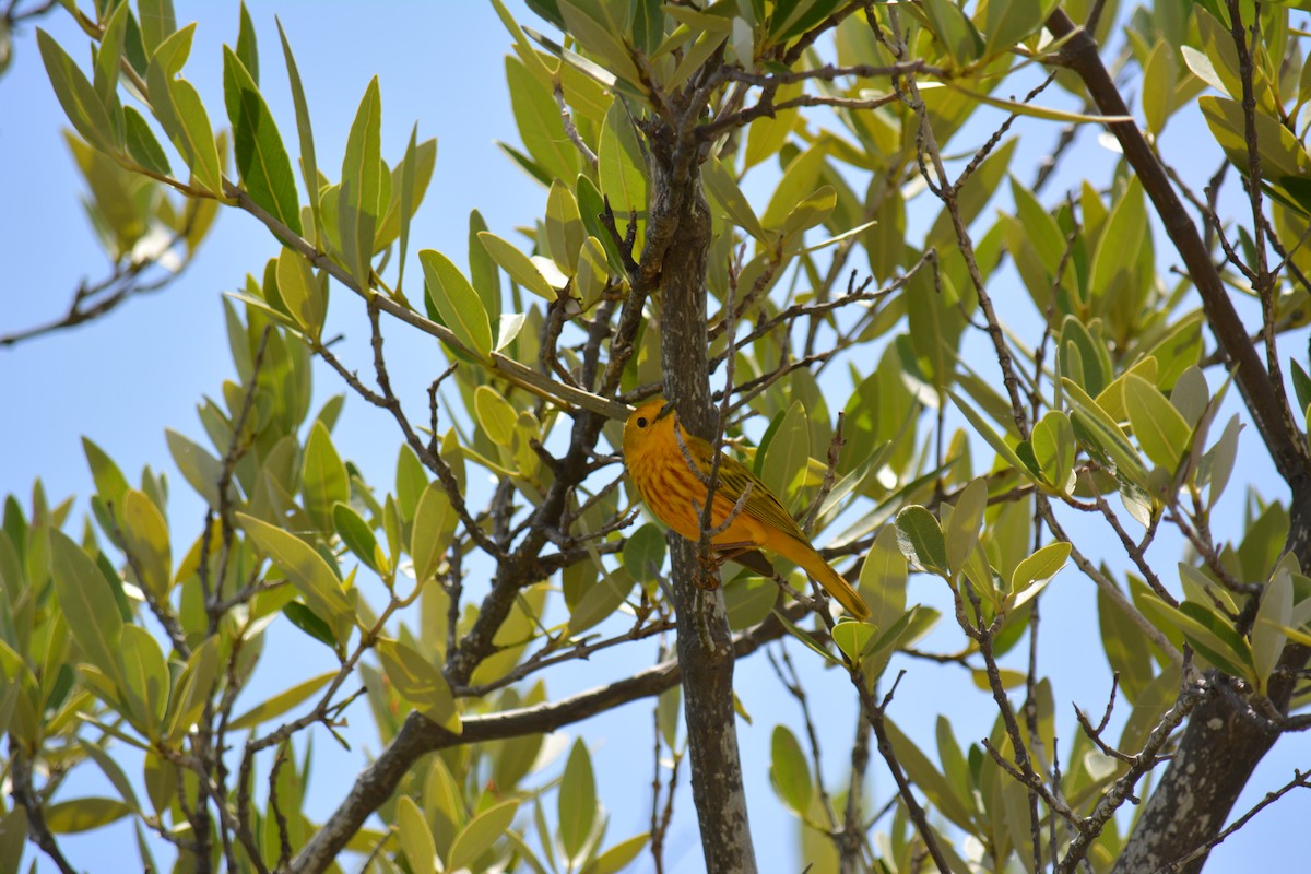 Yellow Warbler (Golden) - ML615932869