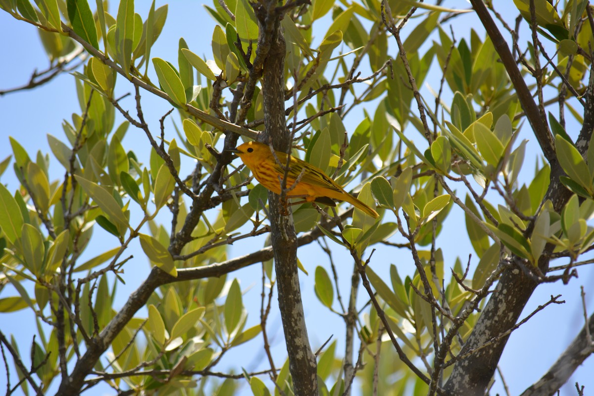 Yellow Warbler (Golden) - ML615932870