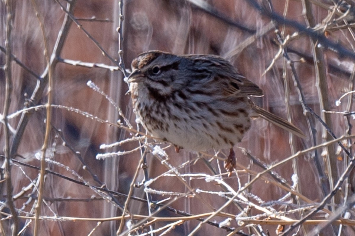 Song Sparrow - Kathy Collins