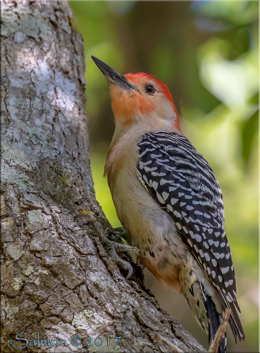 Red-bellied Woodpecker - Frank Salmon