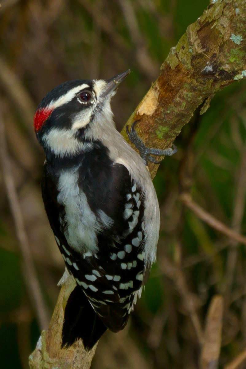Downy Woodpecker - Frank Salmon