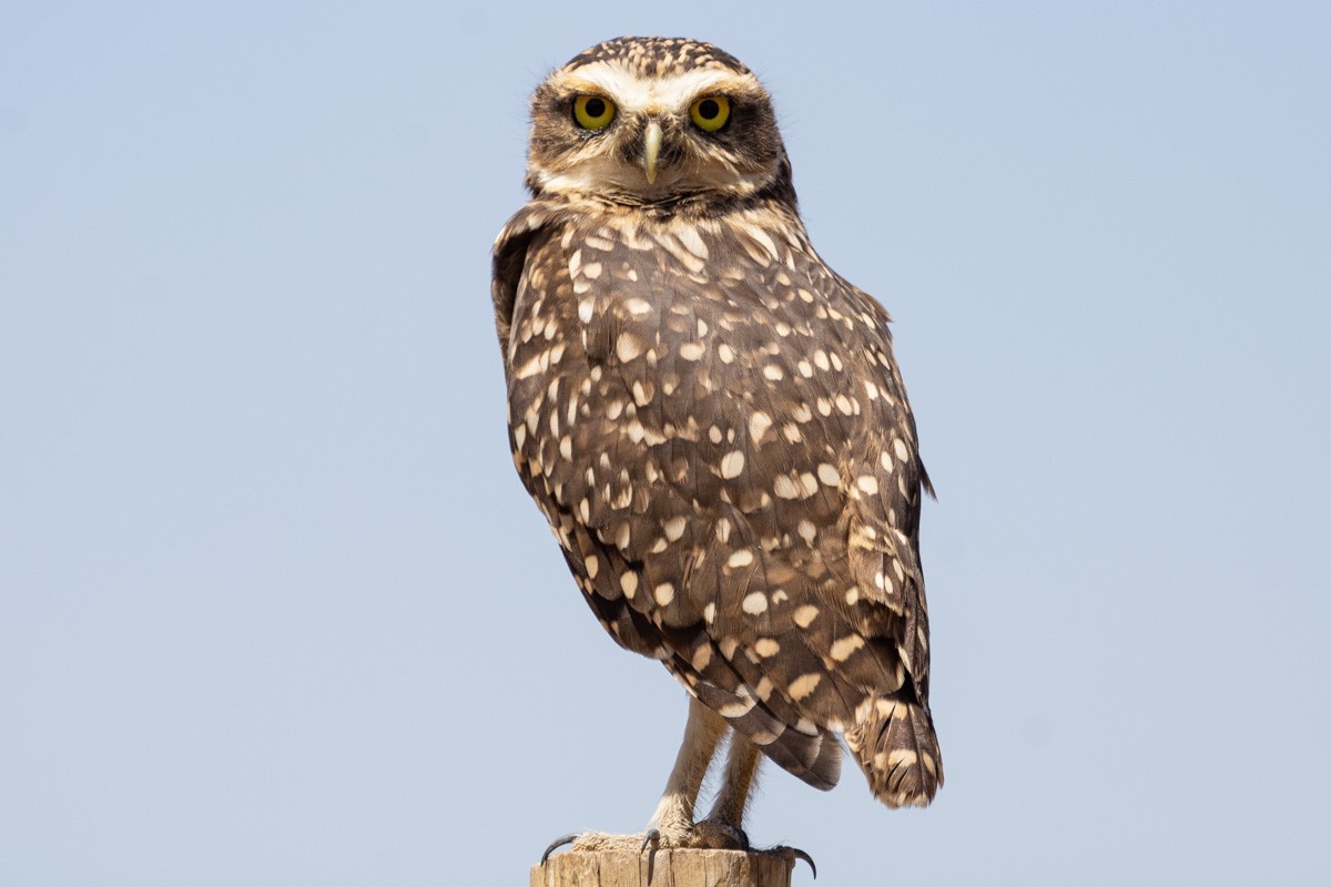 Burrowing Owl - ML615933600