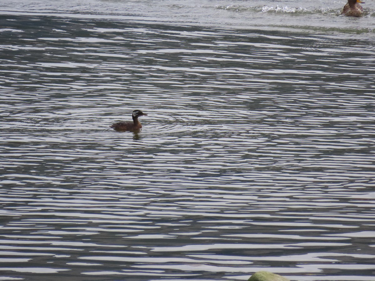 White-tufted Grebe - Ray Duffy