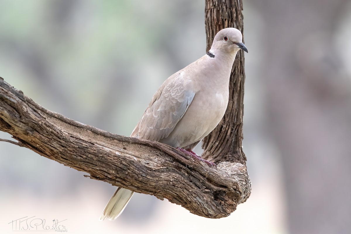Eurasian Collared-Dove - Michael Plaster