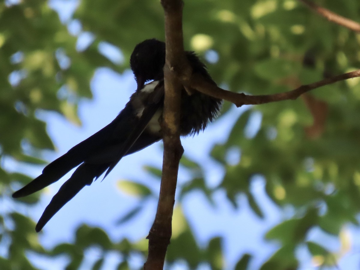 Swallow-tailed Hummingbird - ML615934038