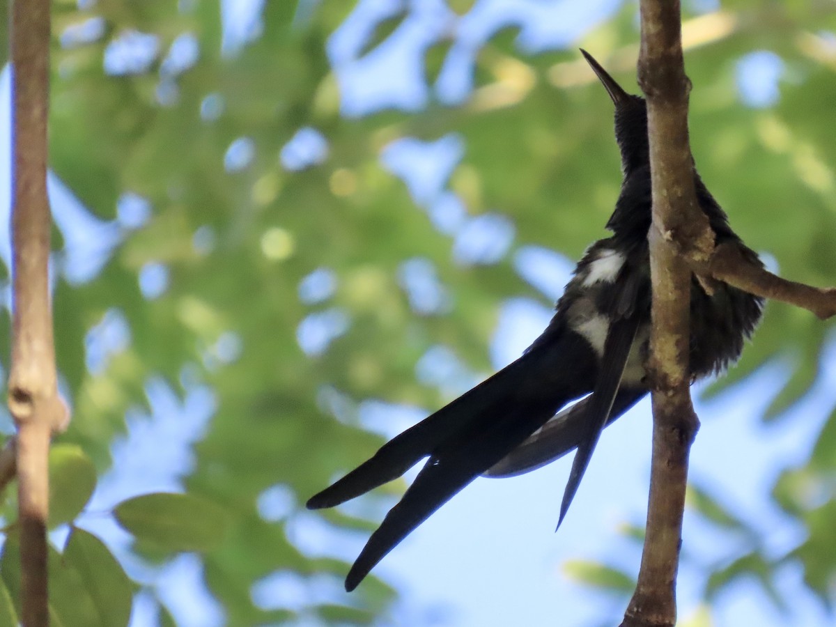 Swallow-tailed Hummingbird - ML615934039
