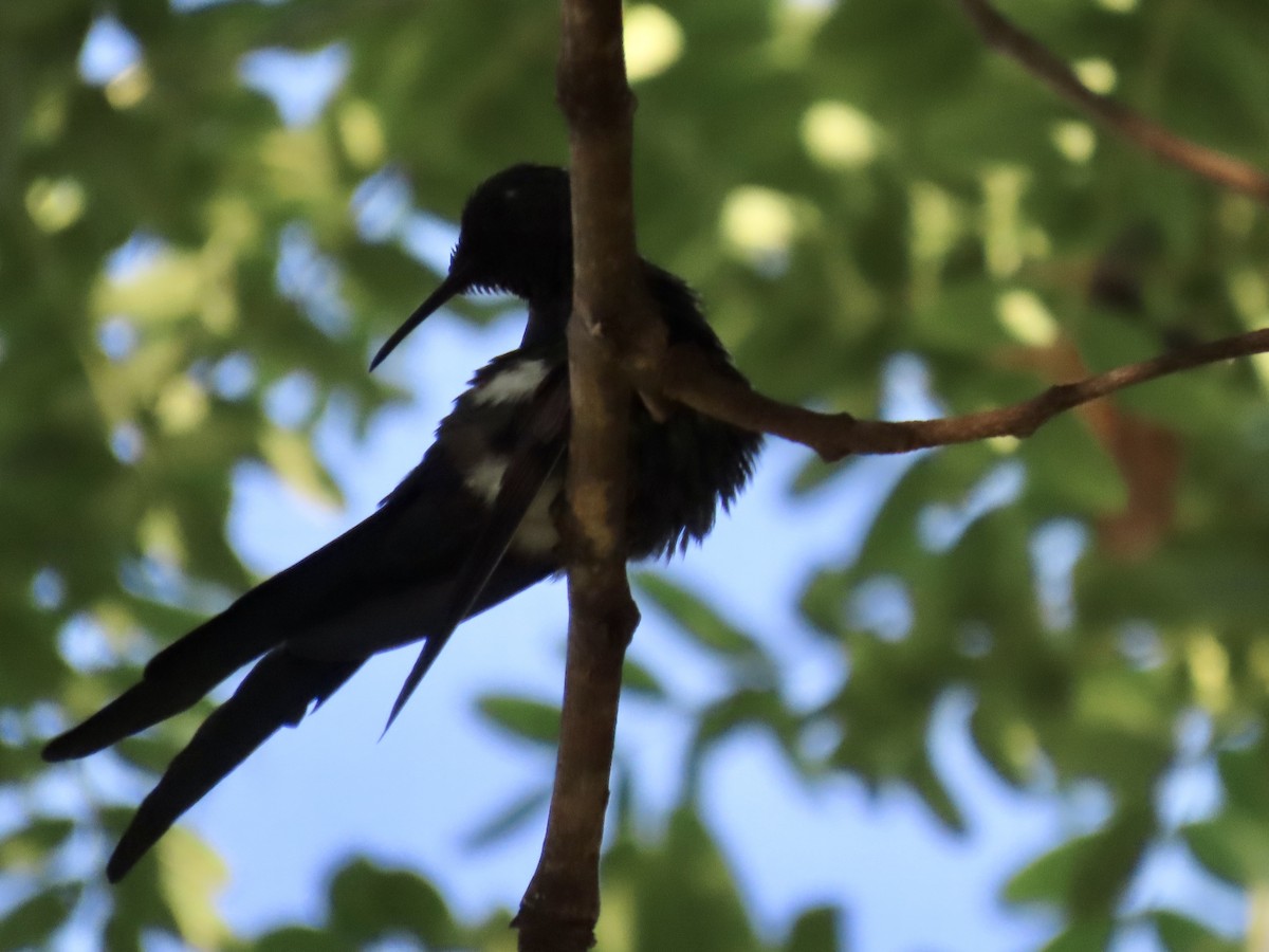 Swallow-tailed Hummingbird - Ines Vasconcelos