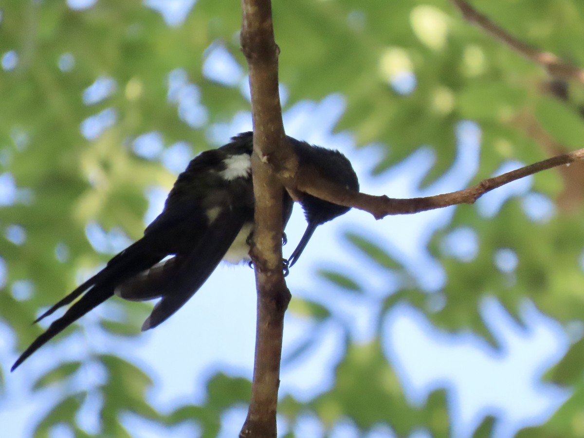 Swallow-tailed Hummingbird - ML615934041