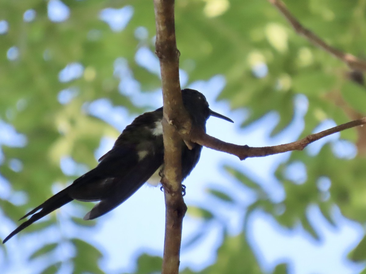 Swallow-tailed Hummingbird - ML615934042