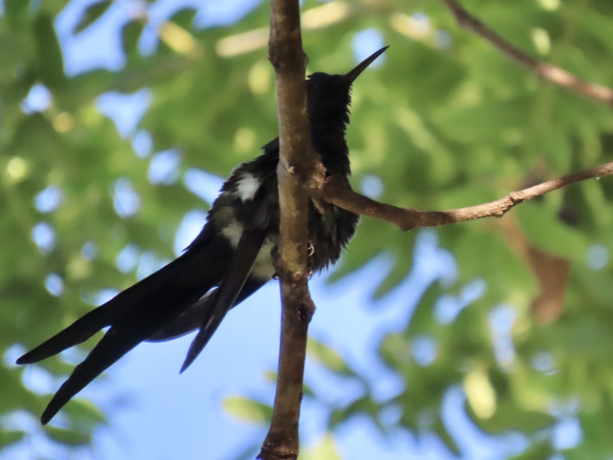 Swallow-tailed Hummingbird - ML615934044