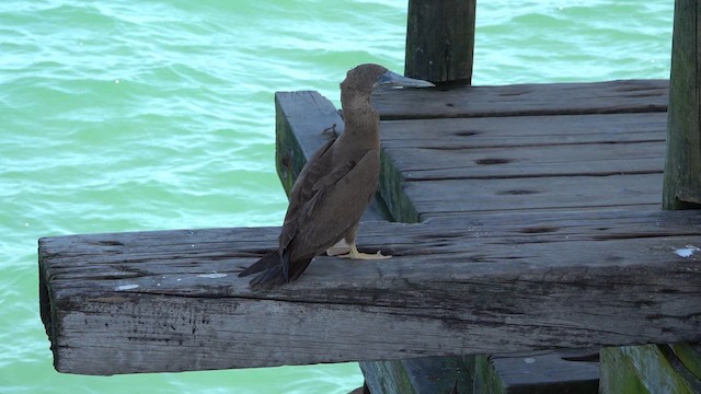 Brown Booby - ML615934082