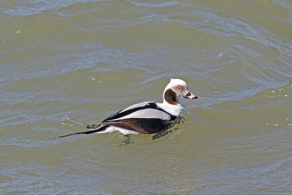 Long-tailed Duck - John Skene