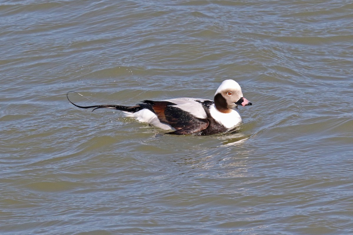 Long-tailed Duck - ML615934266