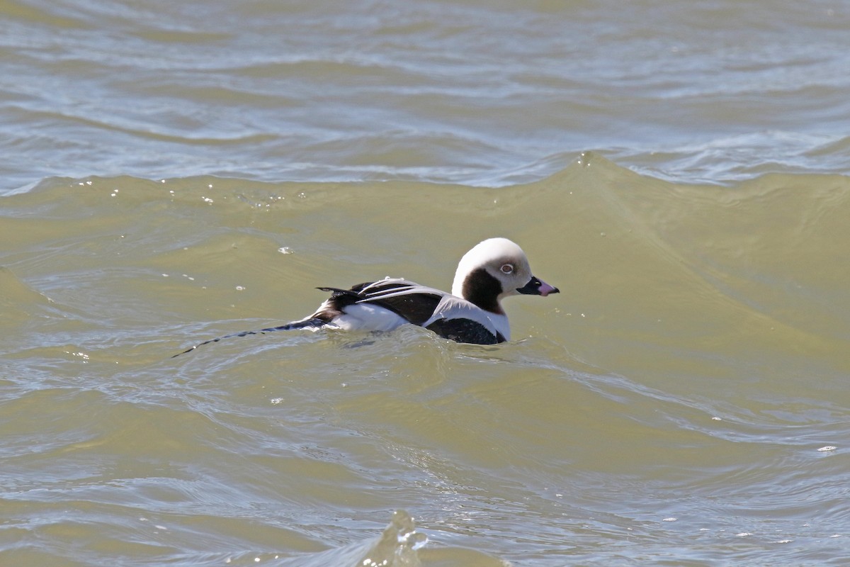 Long-tailed Duck - ML615934267