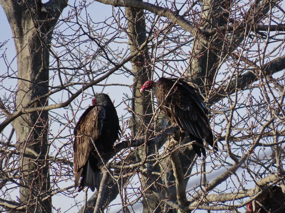 Turkey Vulture - ML615934414