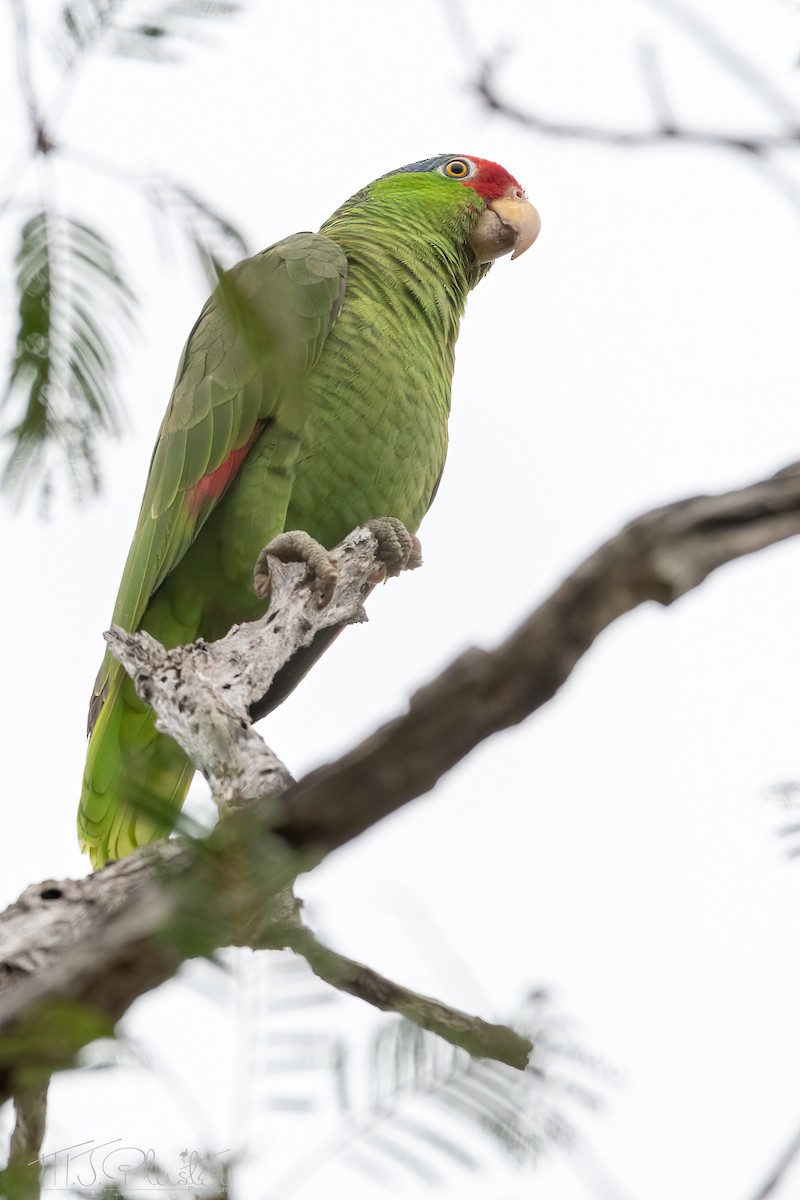 Red-crowned Parrot - ML615934515