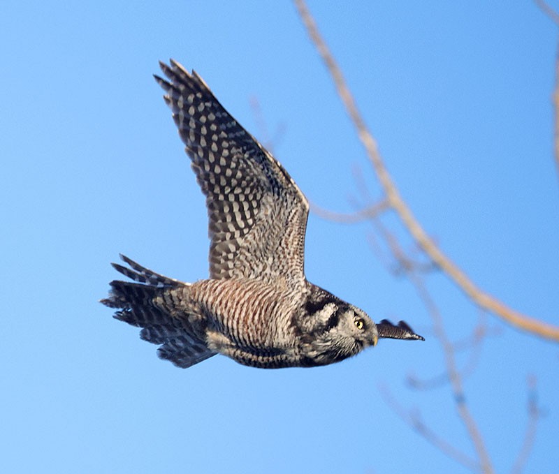 Northern Hawk Owl - ML615935019