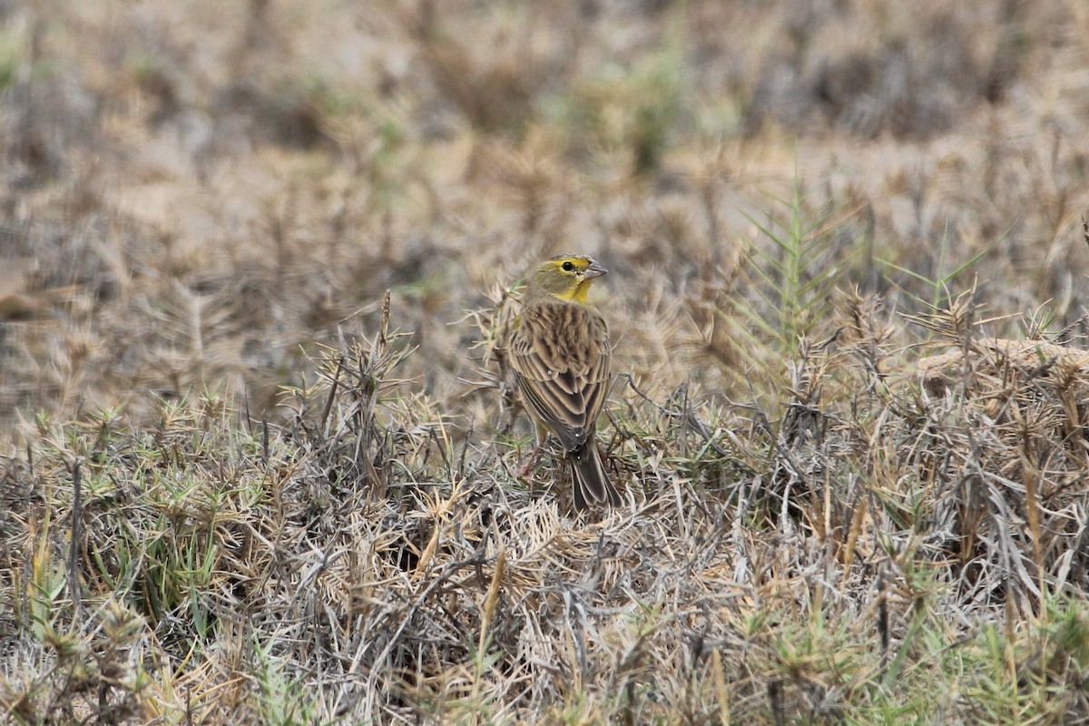 Grassland Yellow-Finch - ML615935103