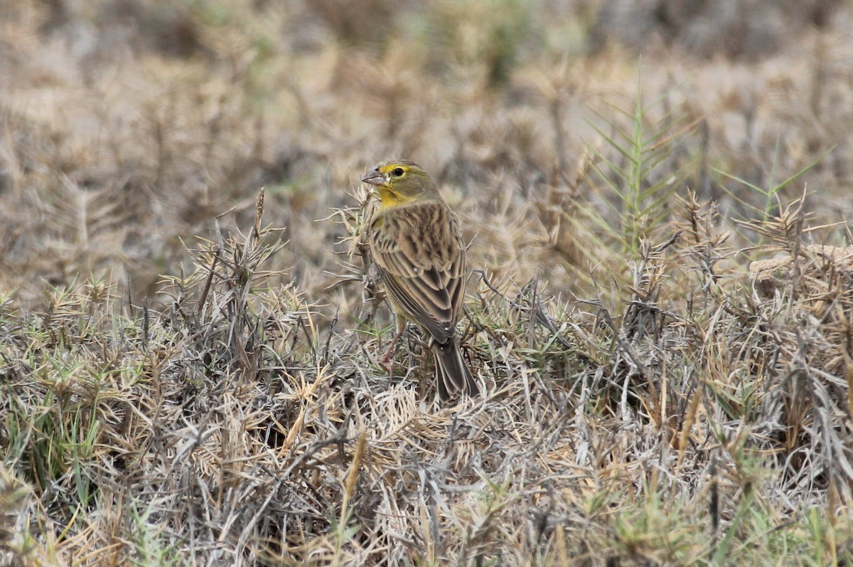 Grassland Yellow-Finch - ML615935109