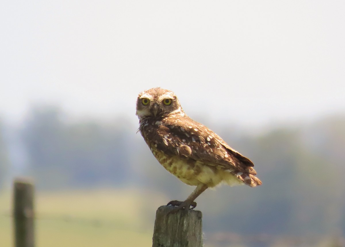 Burrowing Owl - ML615935115