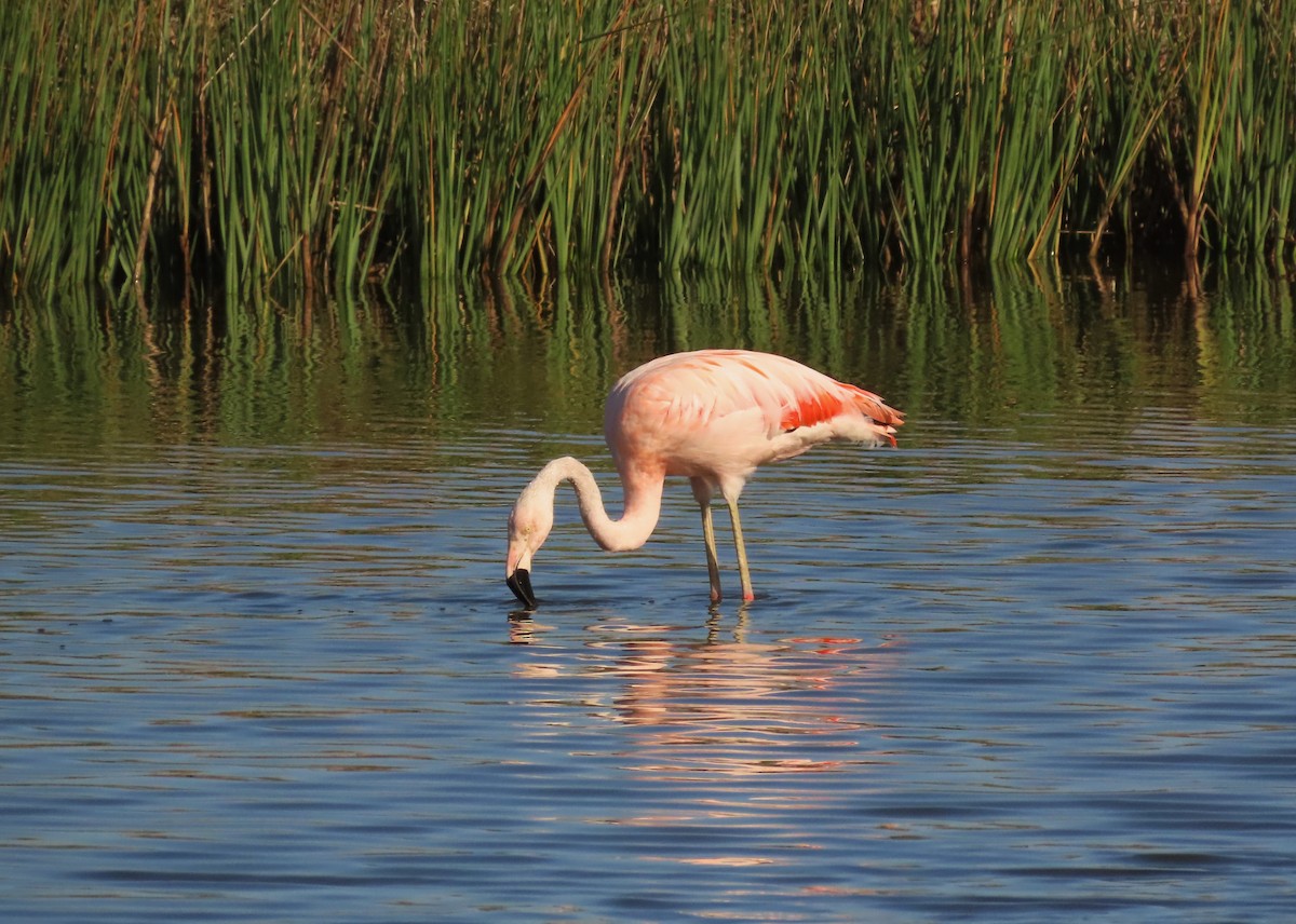 Chilean Flamingo - ML615935241