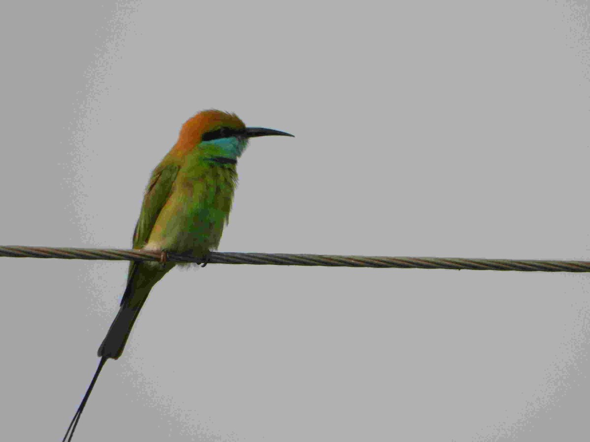 Asian Green Bee-eater - ML615935367