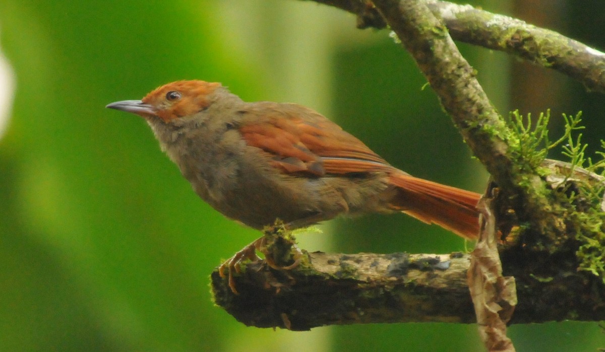 Red-faced Spinetail - ML615935414