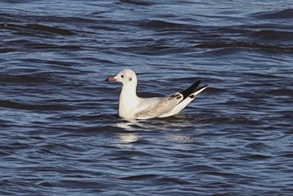 Black-headed Gull - ML615935418