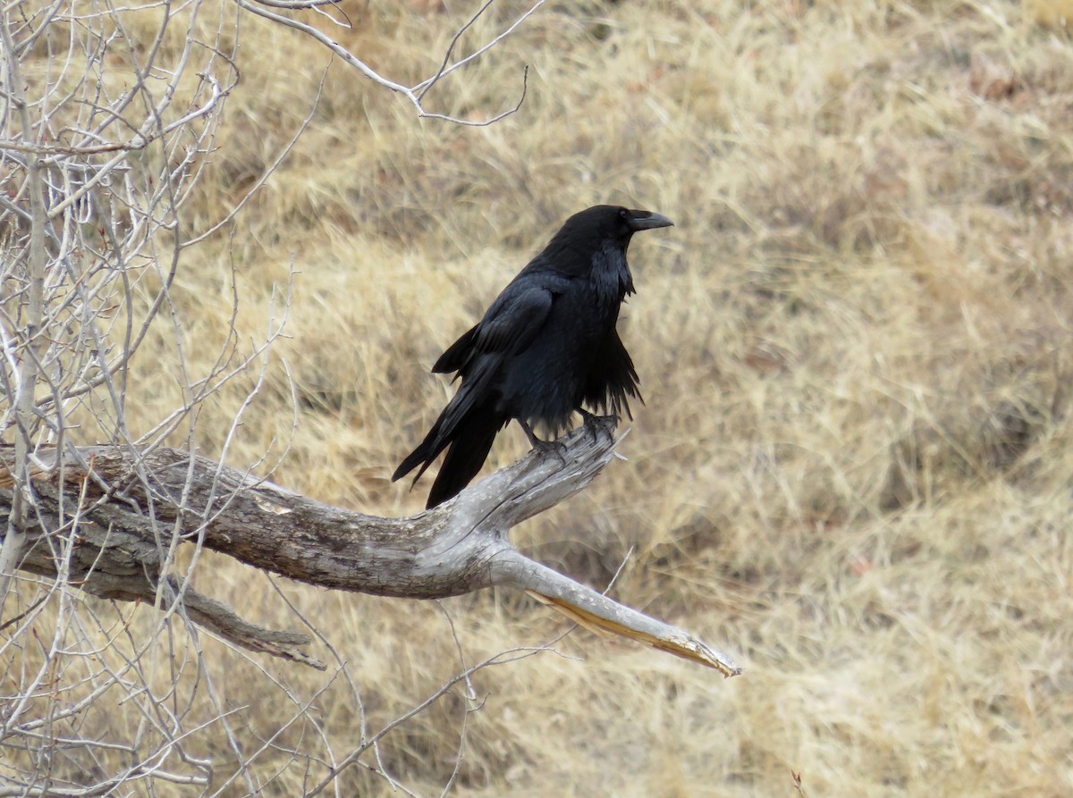 Common Raven - ML615935447