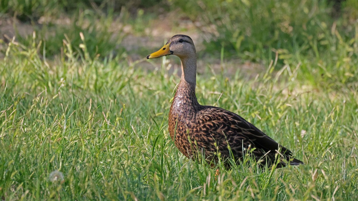 Mottled Duck - ML615935467