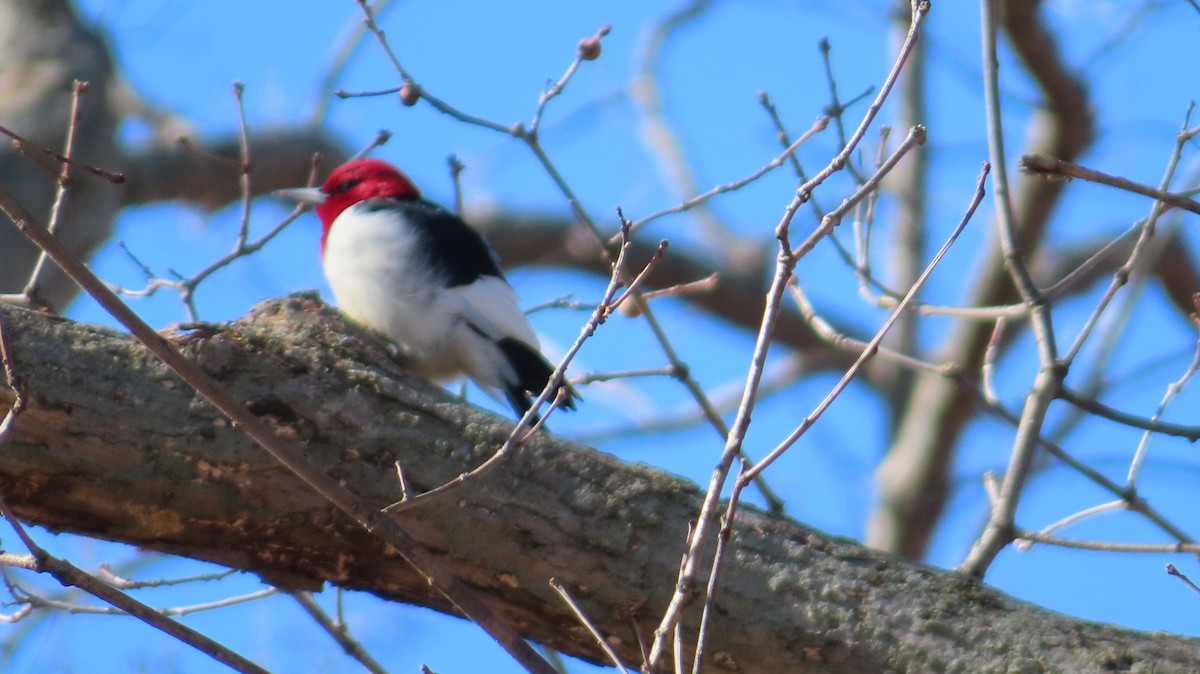 Red-headed Woodpecker - victoria rothman
