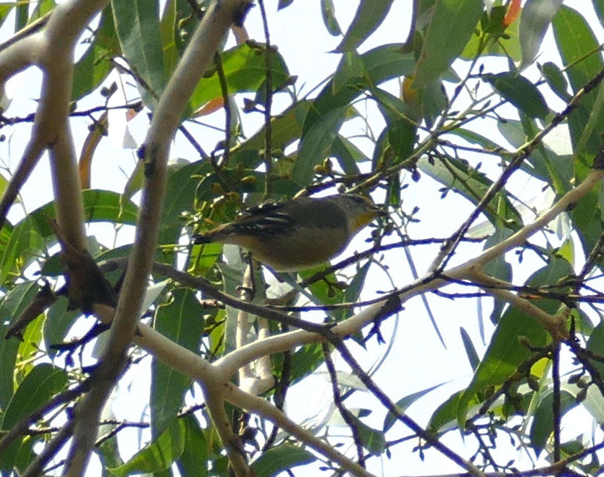 Striated Pardalote (Yellow-tipped) - ML615935584