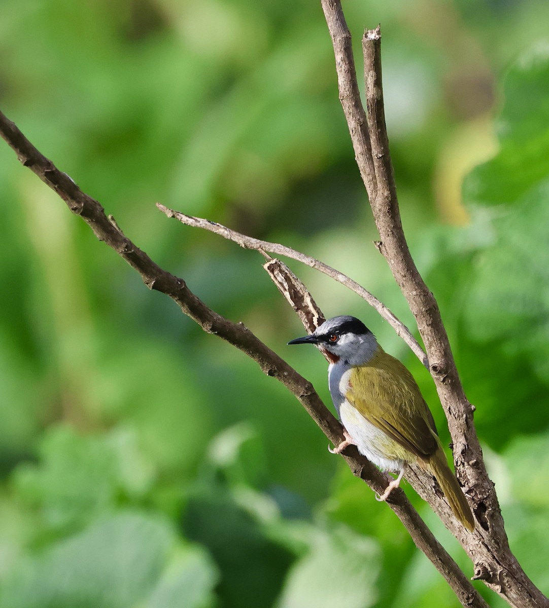 Gray-capped Warbler - ML615935605