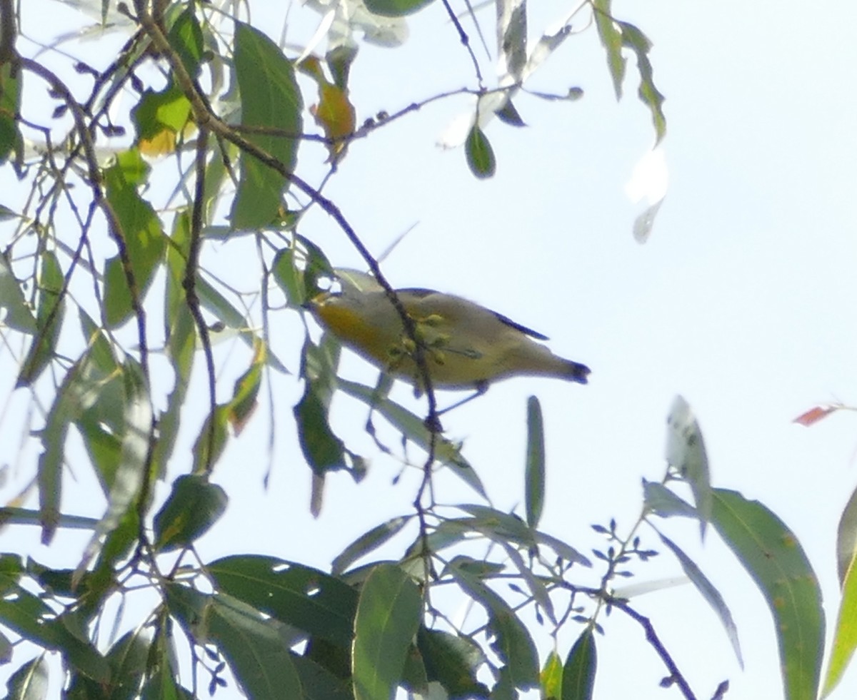 Striated Pardalote (Yellow-tipped) - ML615935670