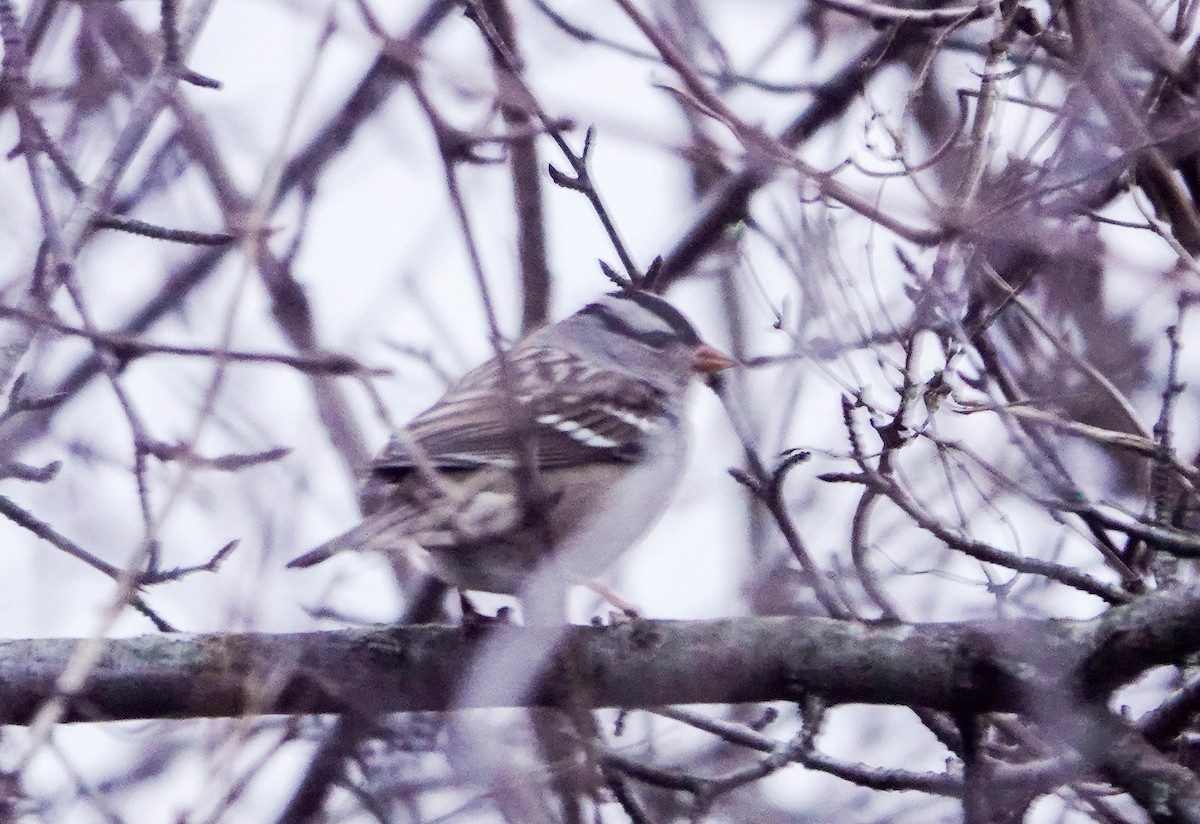 White-crowned Sparrow - ML615935675