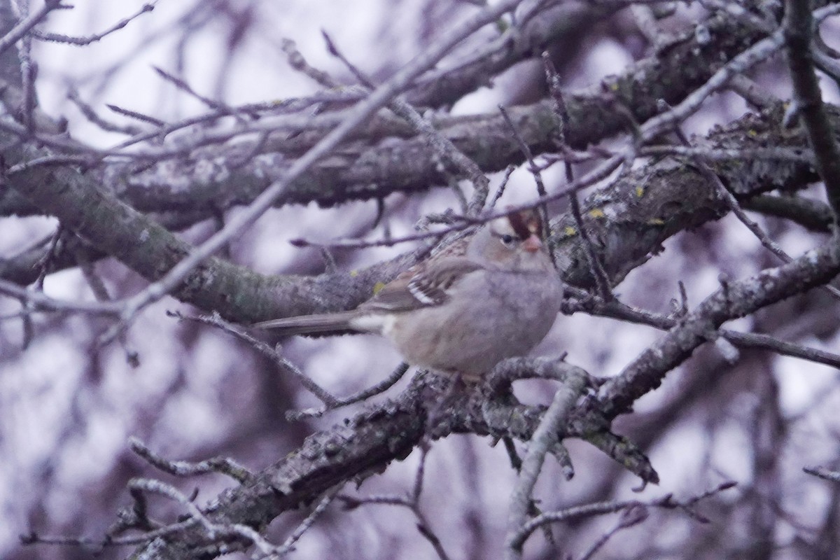 White-crowned Sparrow - ML615935676