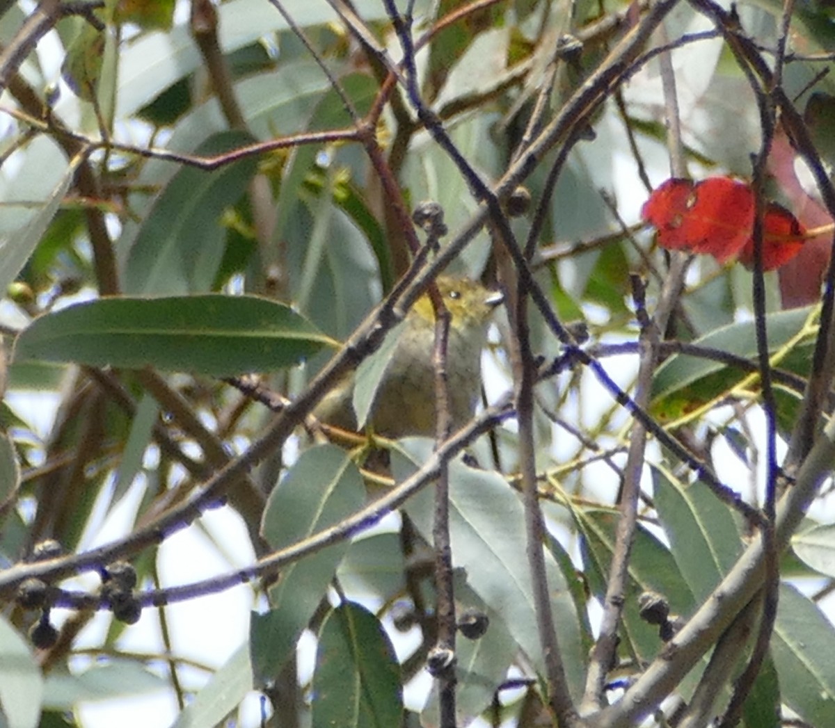 Forty-spotted Pardalote - ML615935774