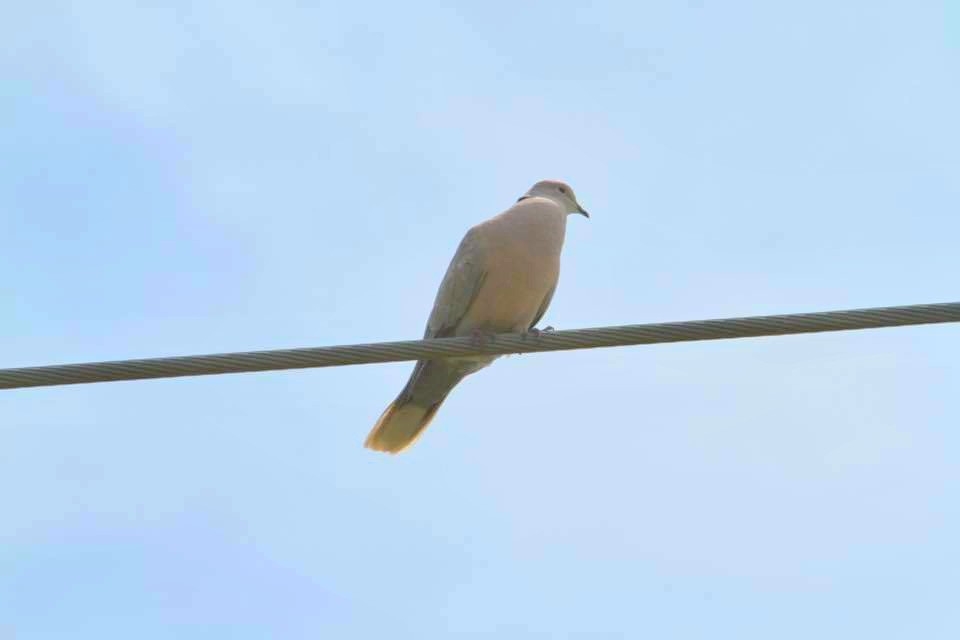 Eurasian Collared-Dove - ML615935795