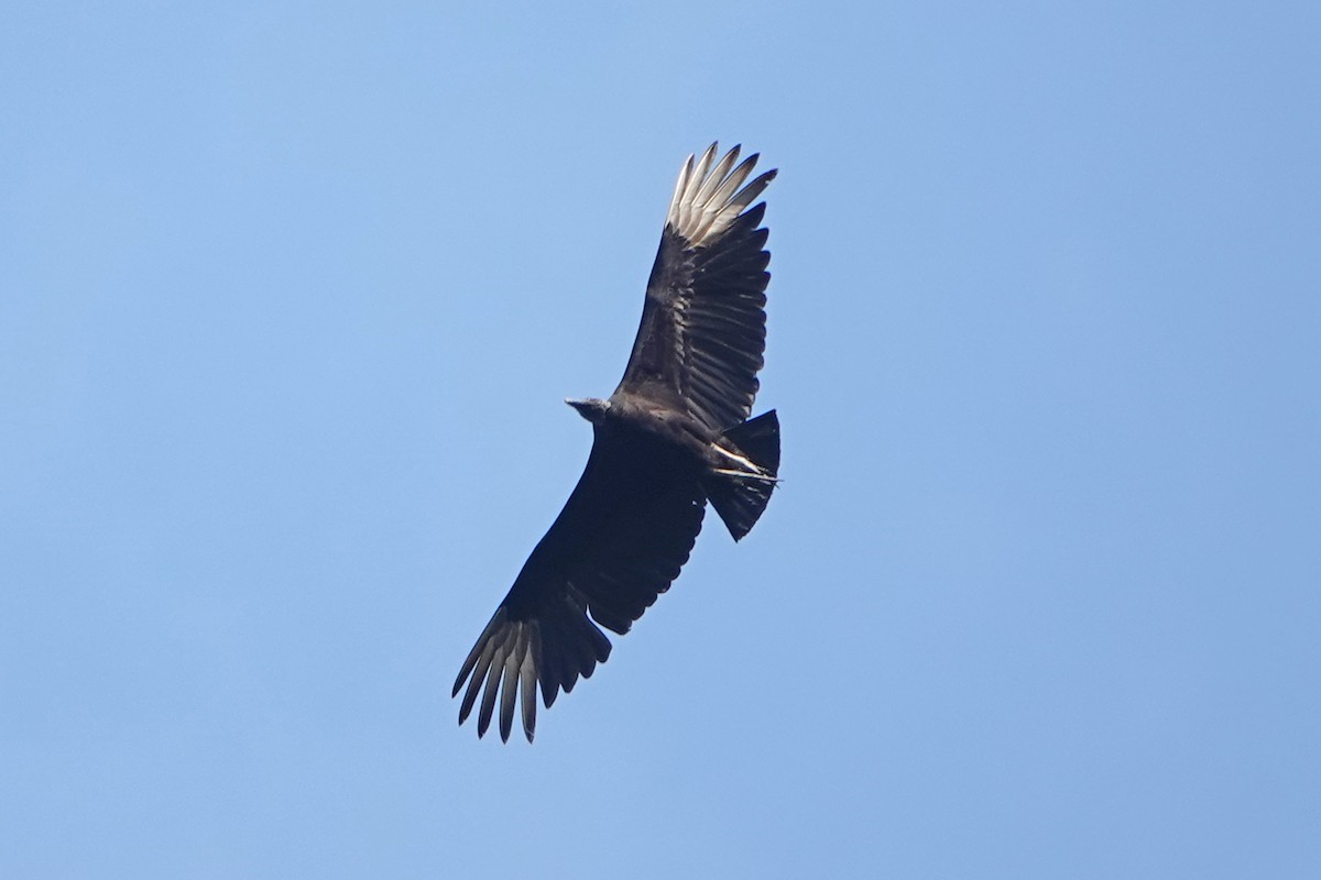 Black Vulture - ML615936003