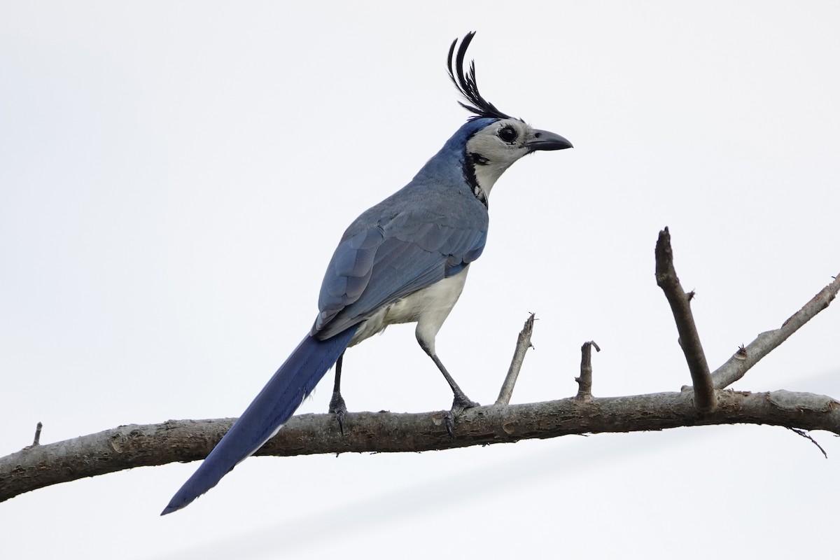 White-throated Magpie-Jay - ML615936107
