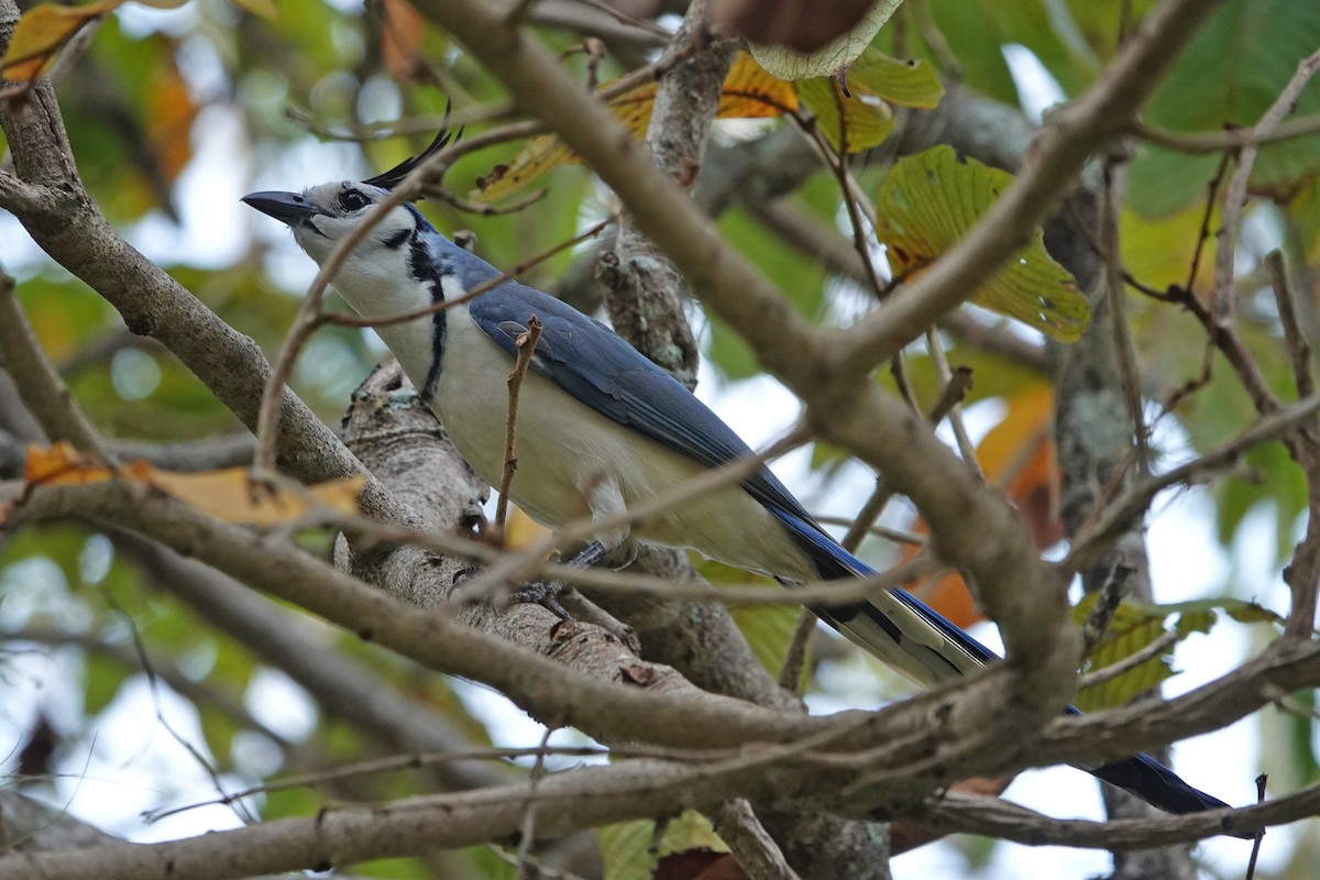 White-throated Magpie-Jay - ML615936108
