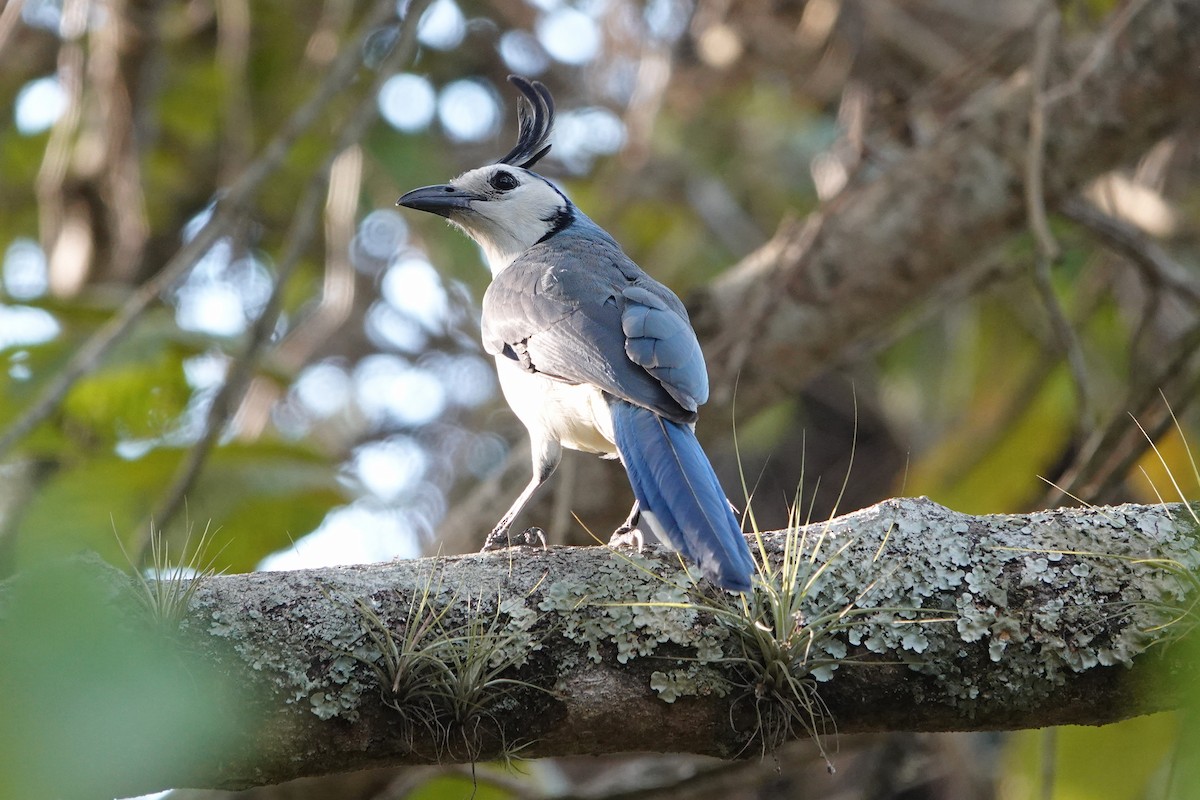 White-throated Magpie-Jay - ML615936109