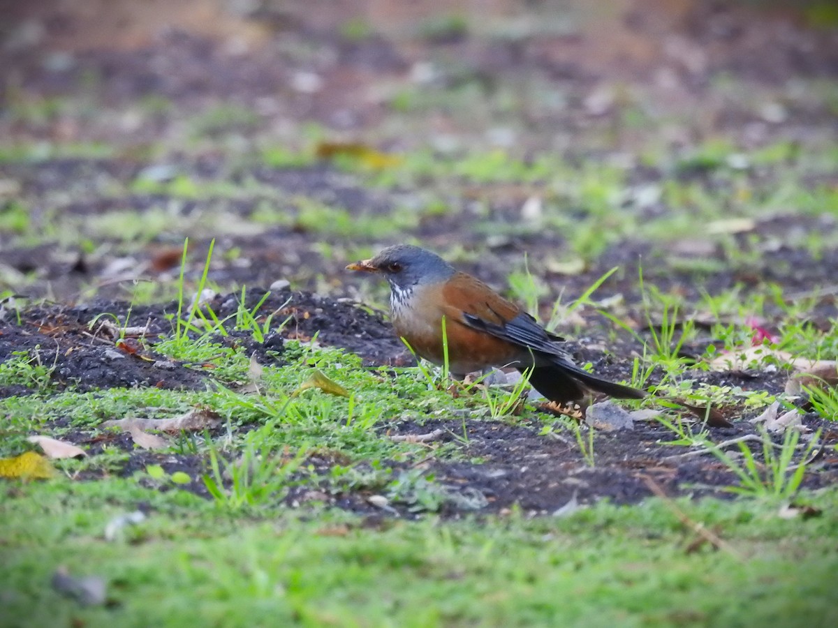 Rufous-backed Robin (Rufous-backed) - ML615936138