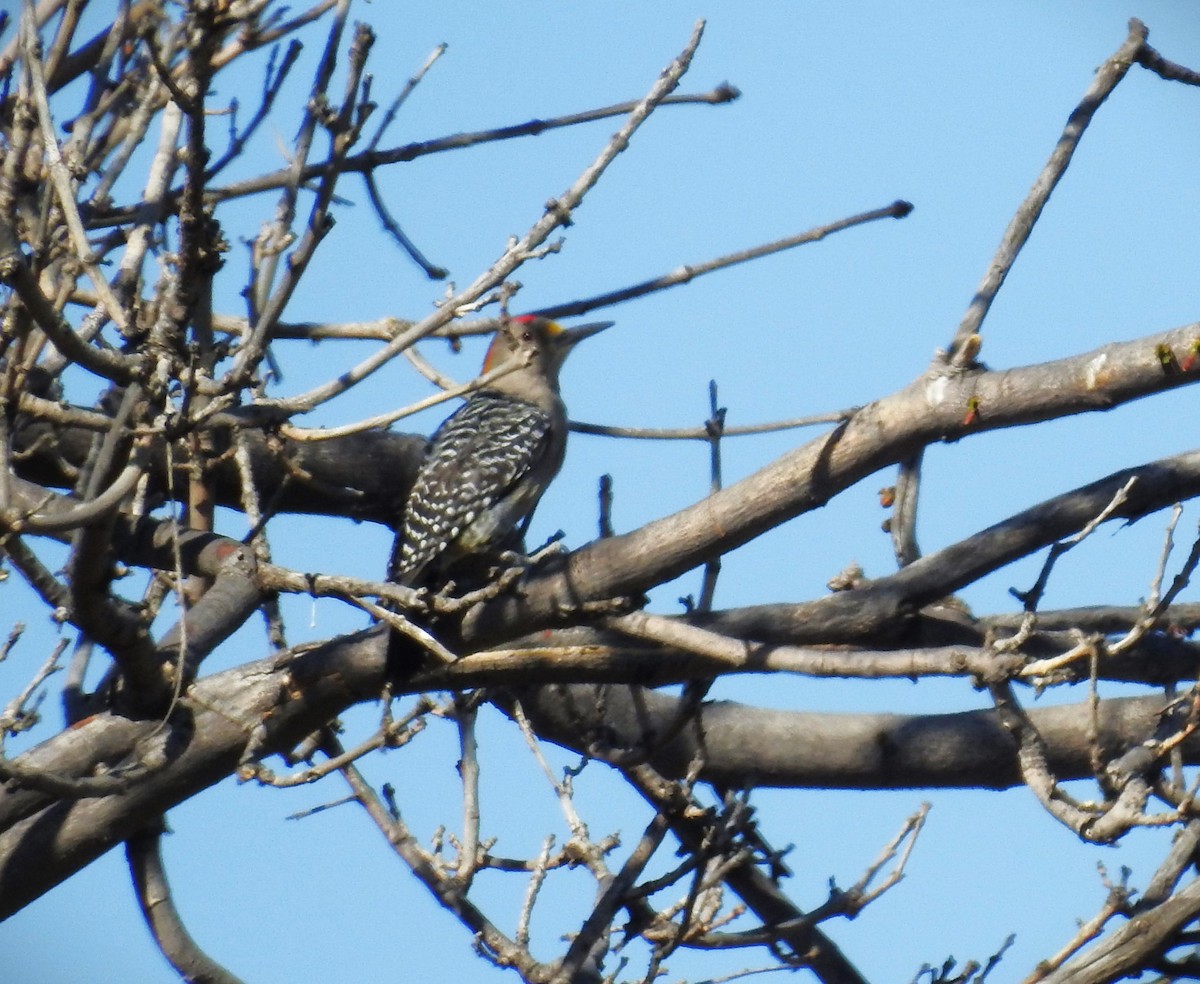 Golden-fronted Woodpecker (Northern) - ML615936274