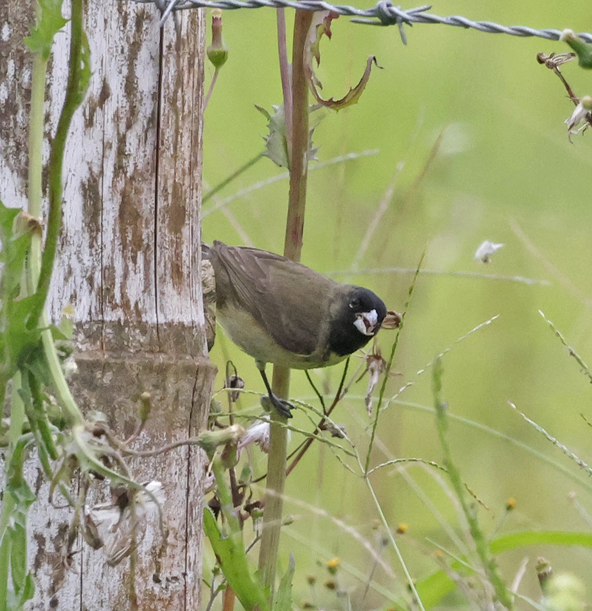 Yellow-bellied Seedeater - ML615936293