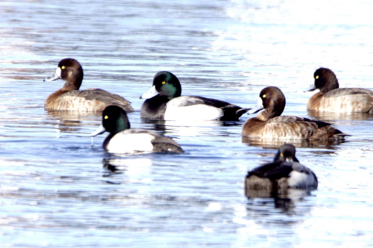 Greater Scaup - ML615936295