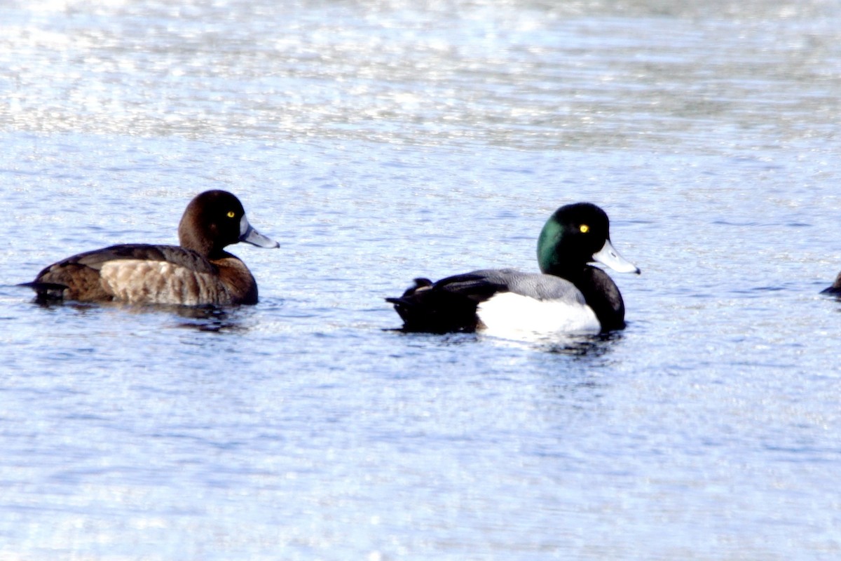 Greater Scaup - ML615936298