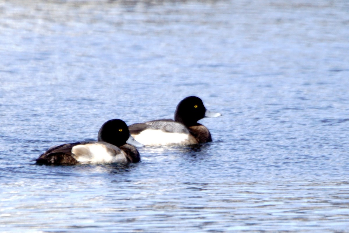Greater Scaup - ML615936300