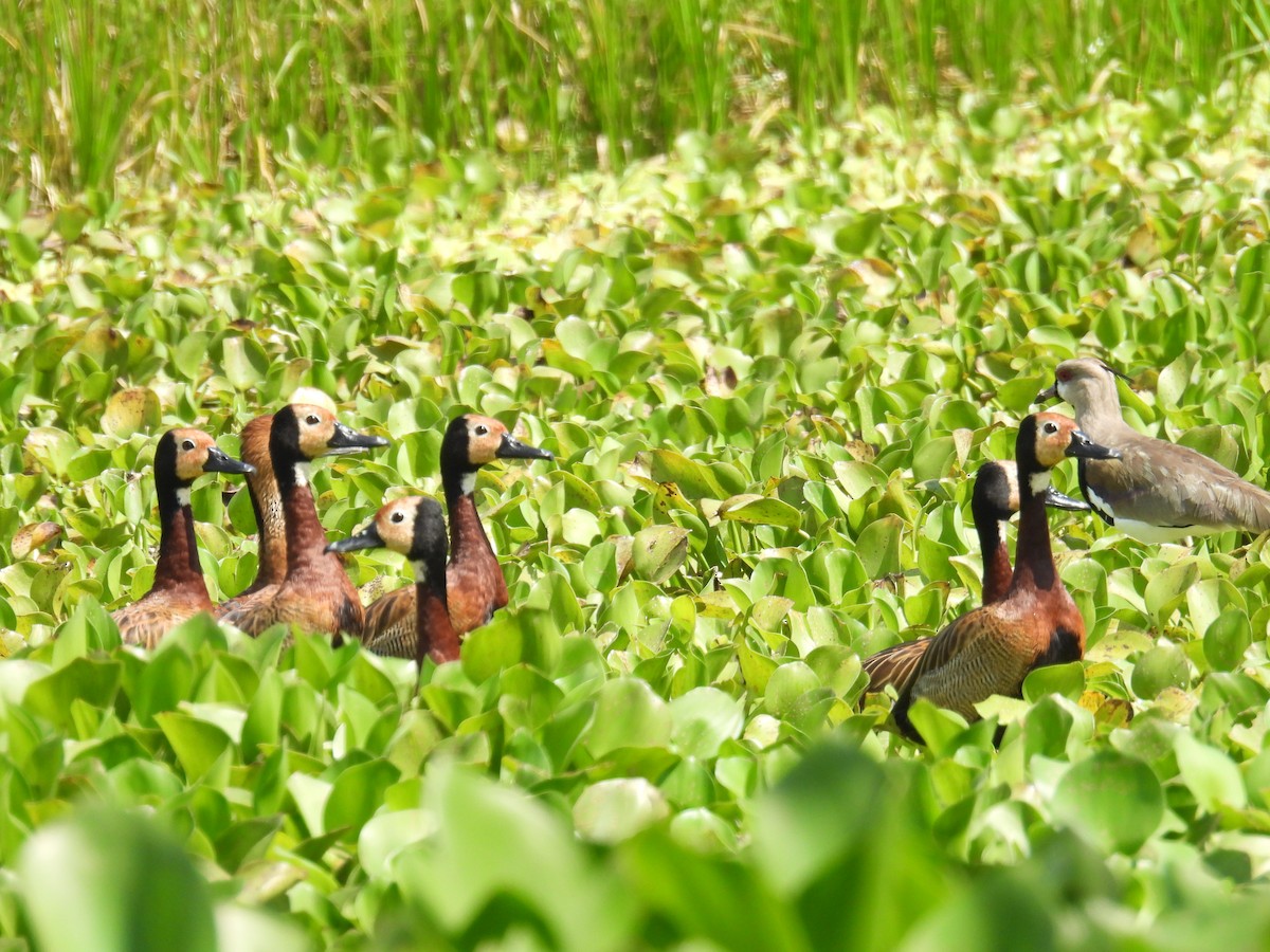 Fulvous Whistling-Duck - ML615936434