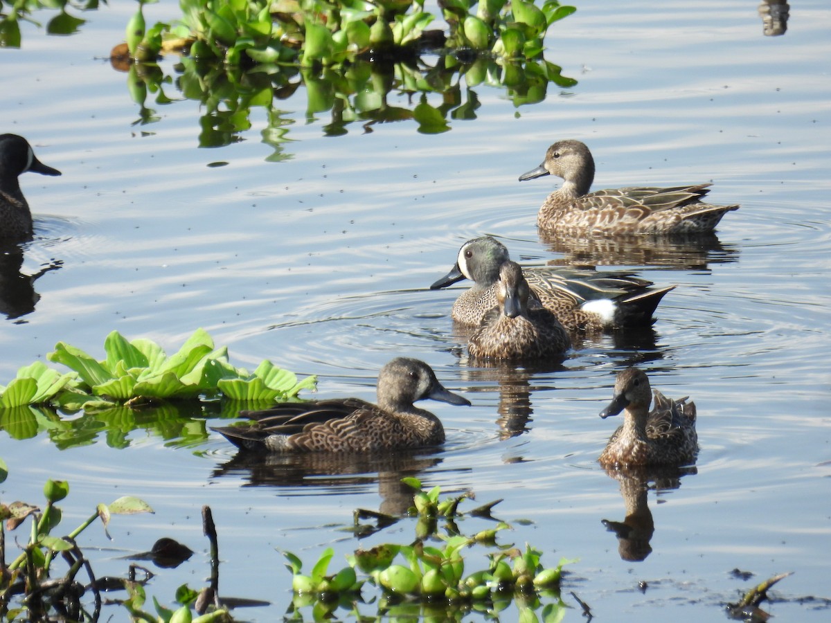 Blue-winged Teal - ML615936467